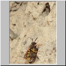 Philanthus triangulum - Bienenwolf 010.jpg